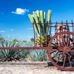 history-of-tequila