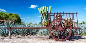 history-of-tequila