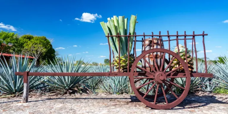 history-of-tequila